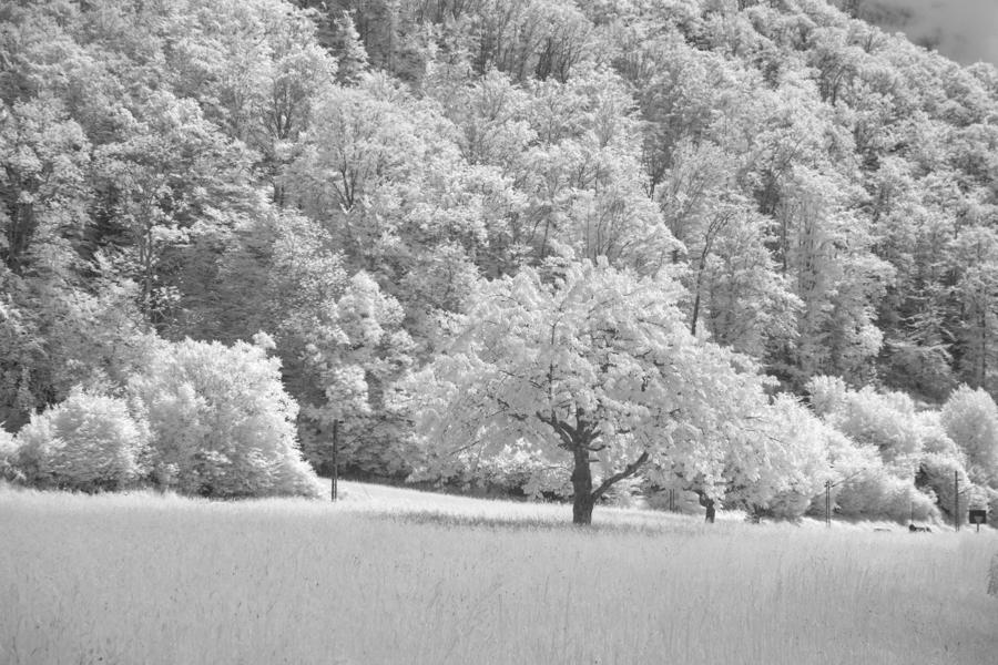 Infrared Photography